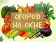 Огород на окошке